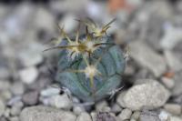 Echinocactus horizonthalonius PD 53